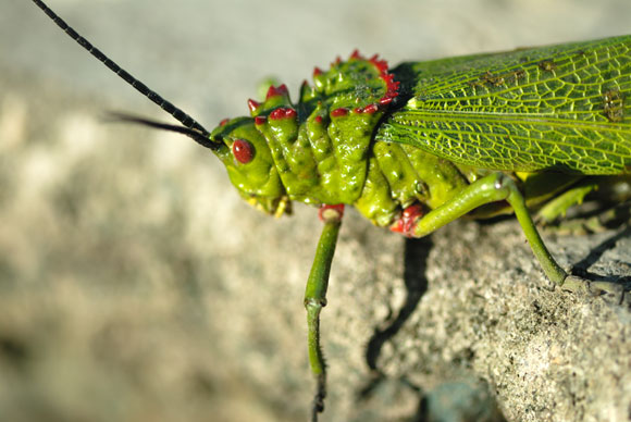 Grasshopper in Macro
